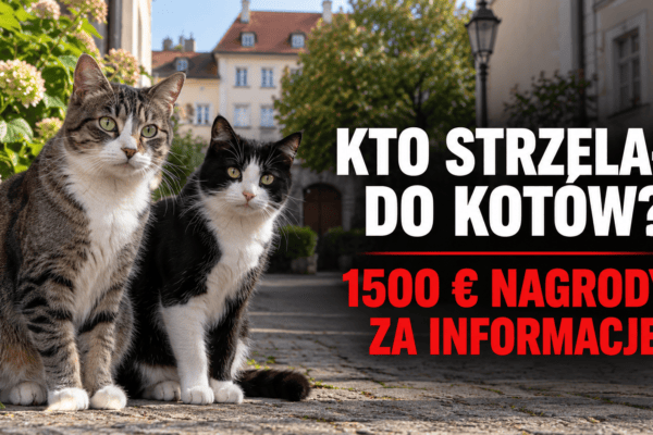 Kto strzelał do kotów w Gotha? 1500 euro nagrody za informacje